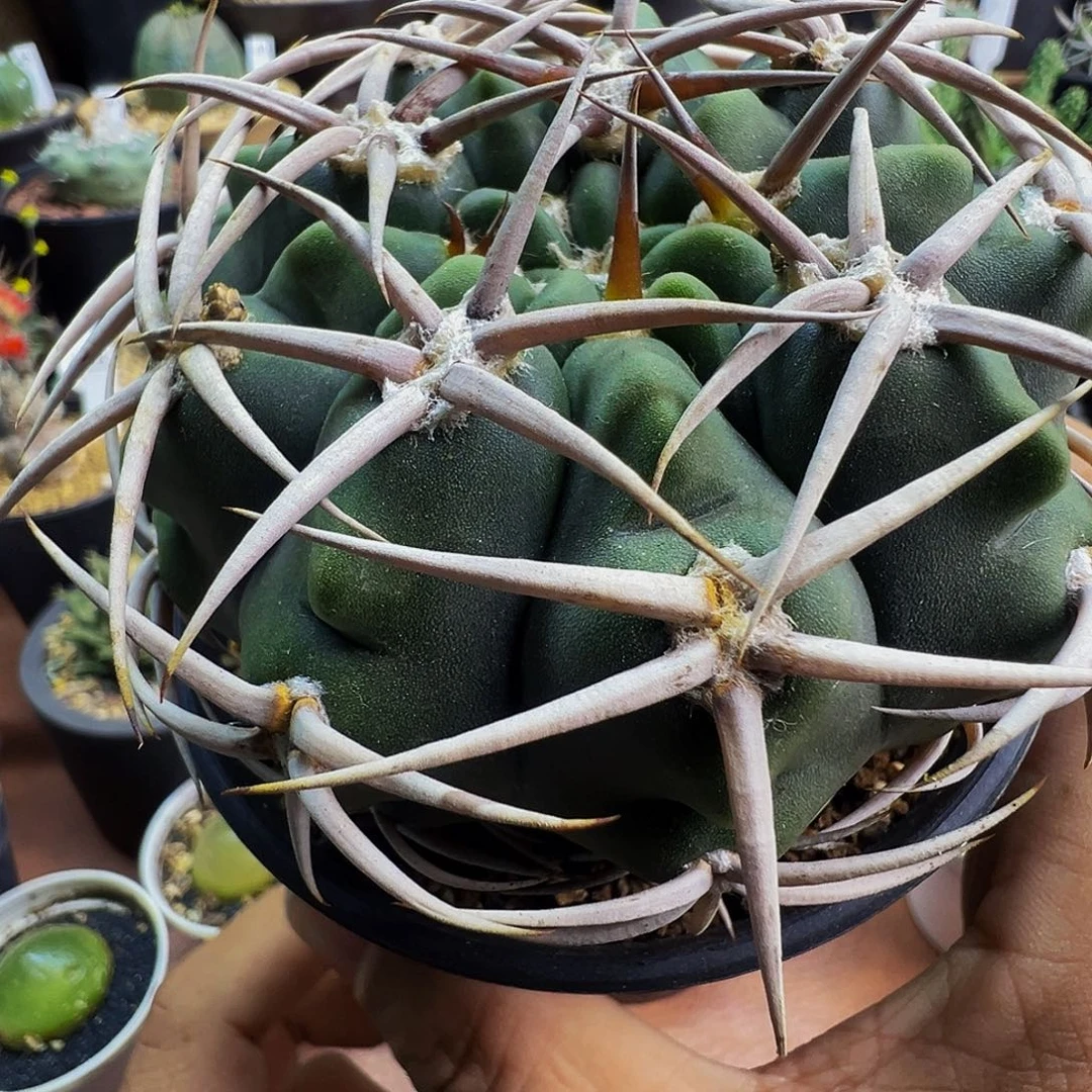 碧岩玉带盆发货不脱土