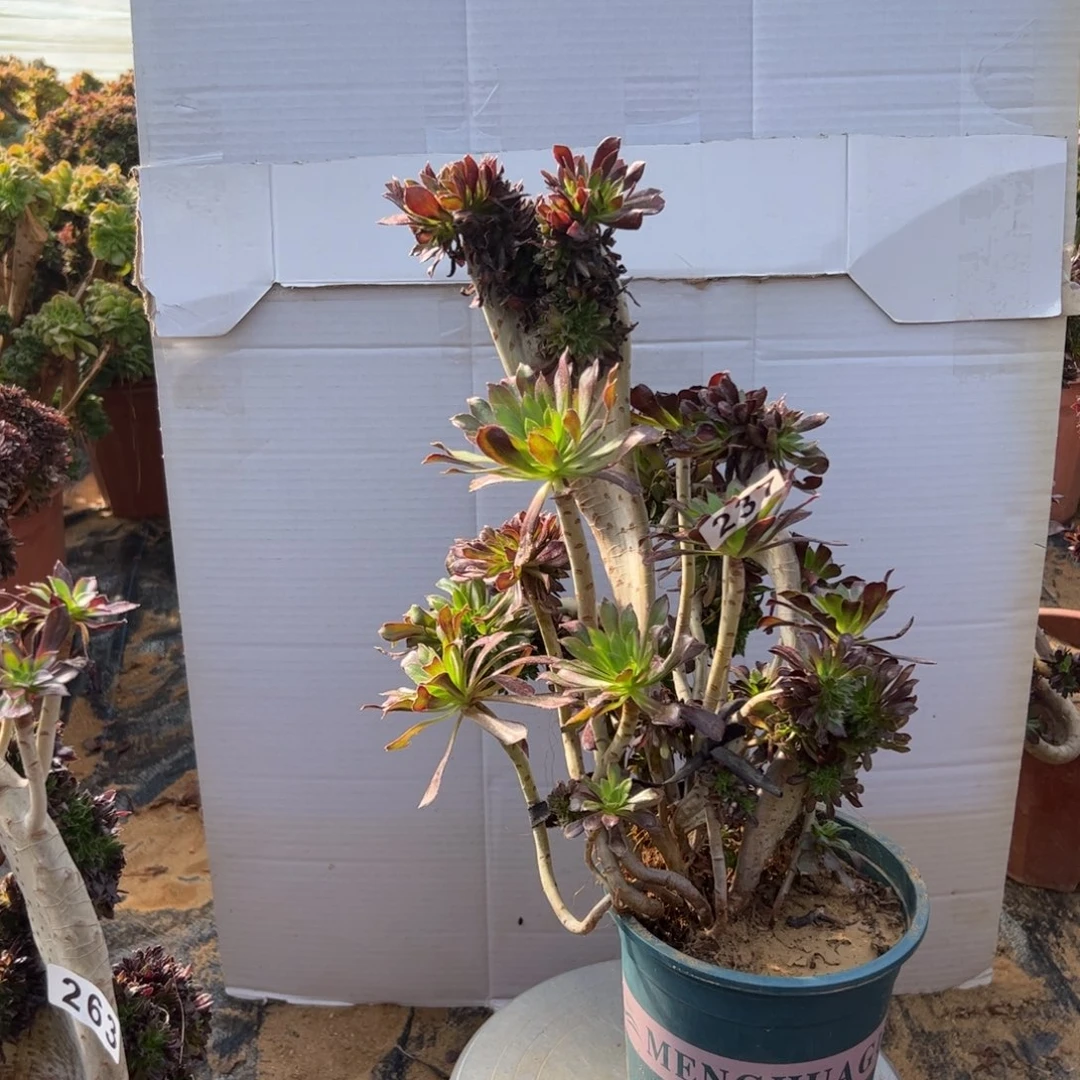 有伤黑缀237高35