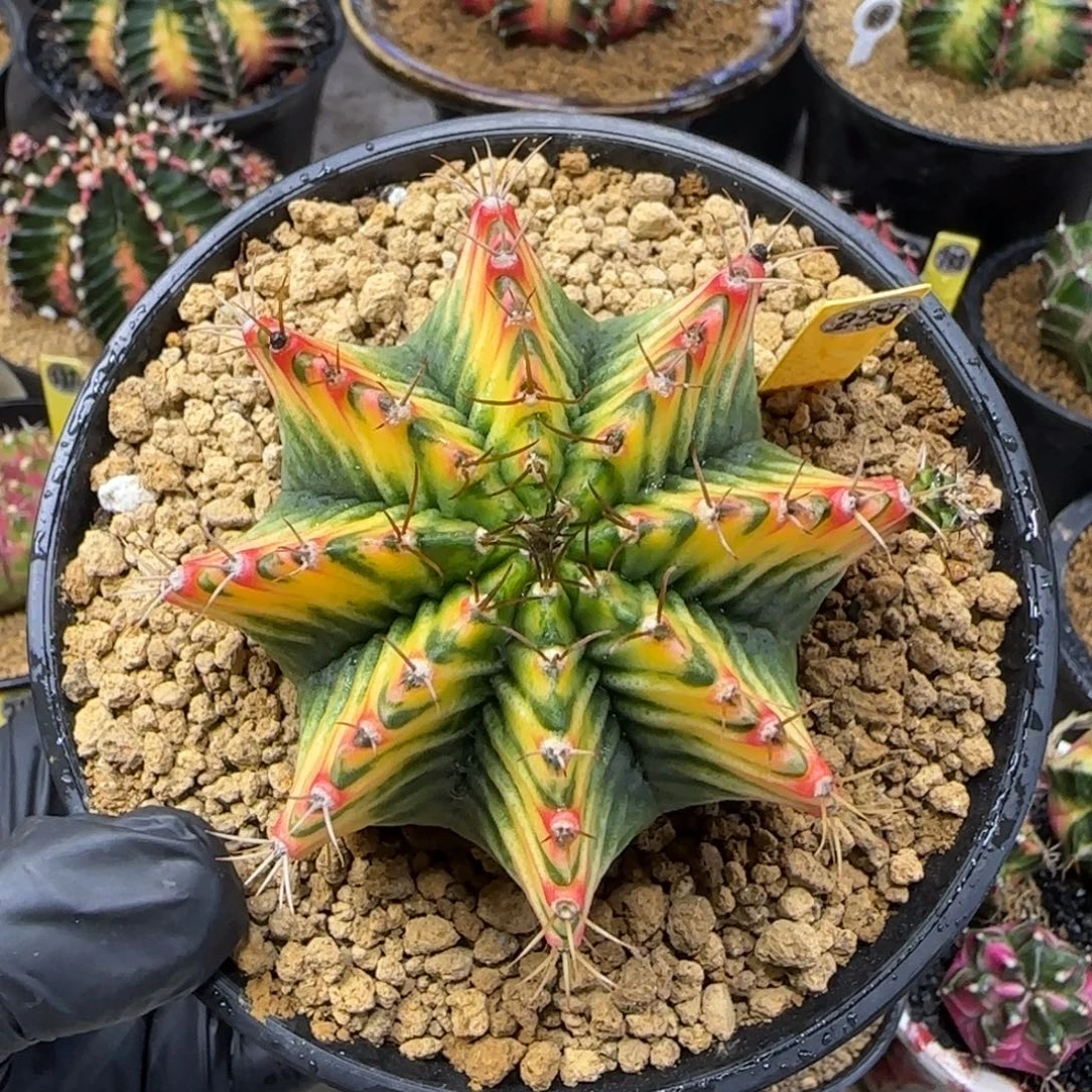 253号泰系实生米哈锦