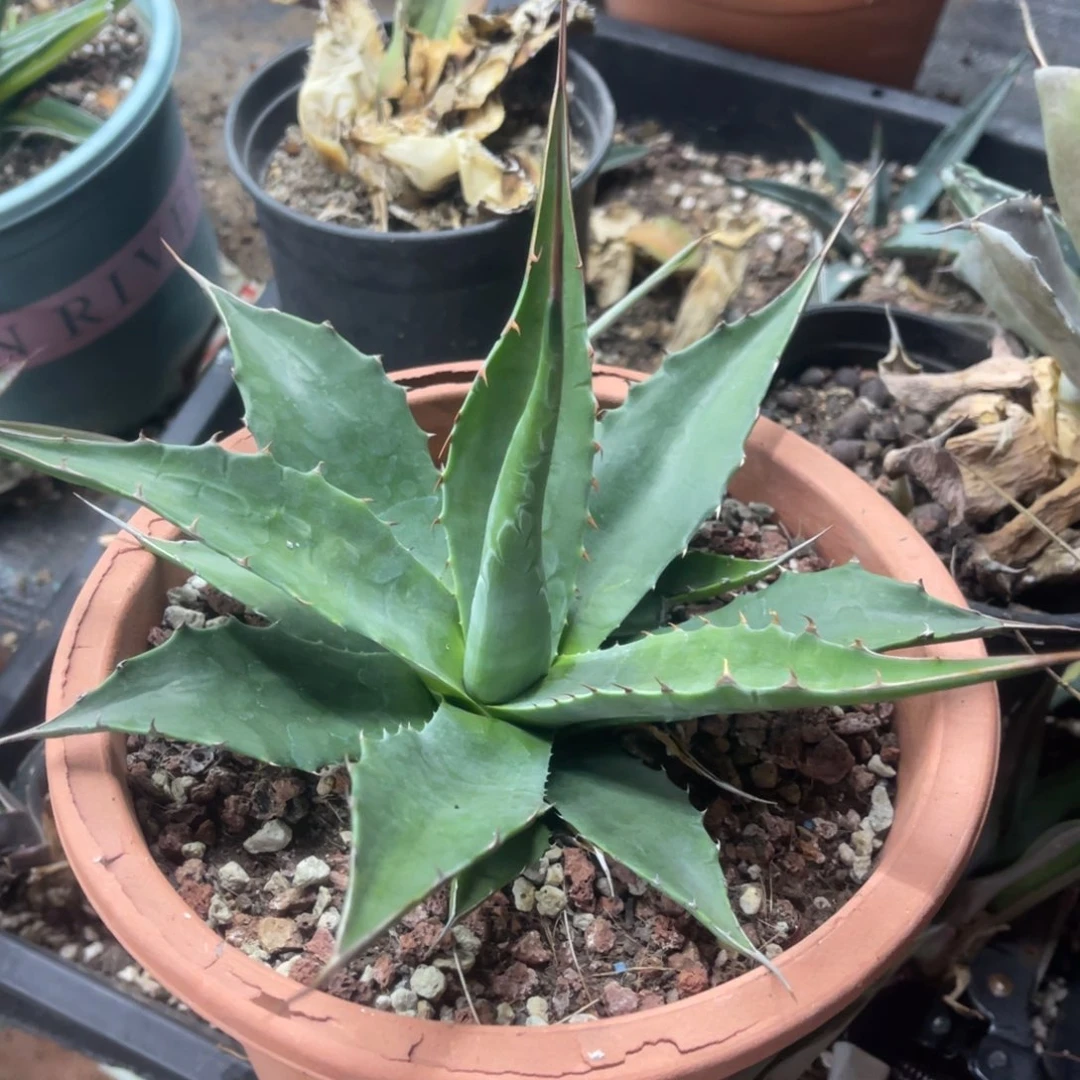 蒙塔娜实生龙舌兰