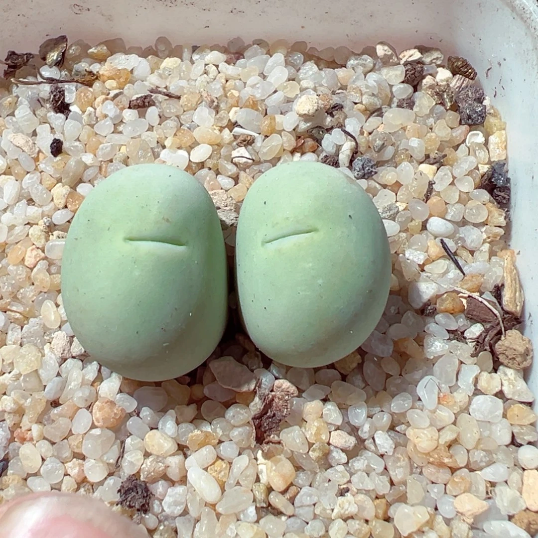 1020-358多肉多肉鸽子蛋