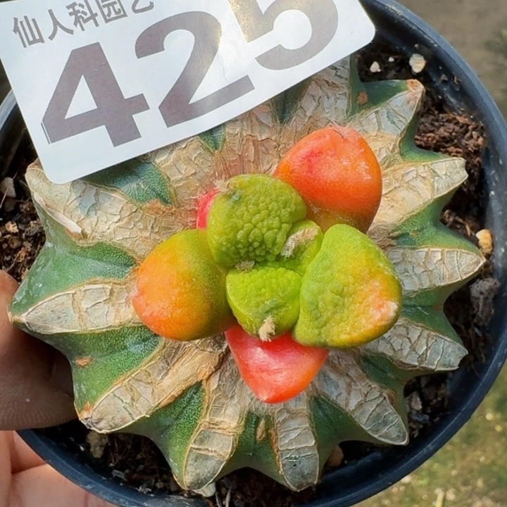 全部花朵425光面连山牡丹锦东四