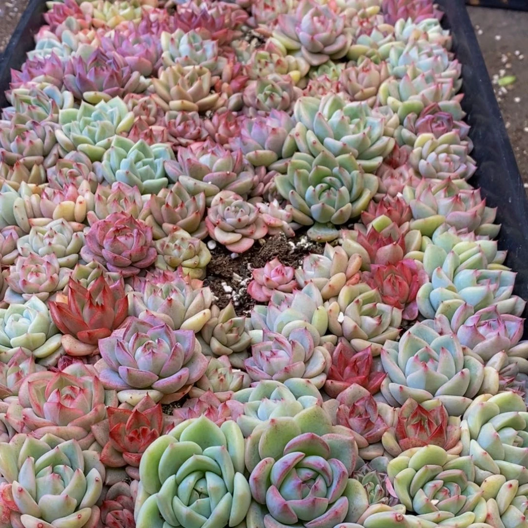 黑*子445多肉植物保护研究所所长