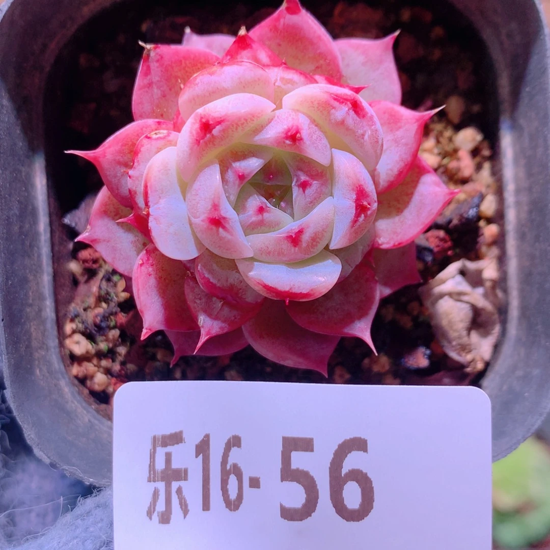 乐然16-56 天鹅绒