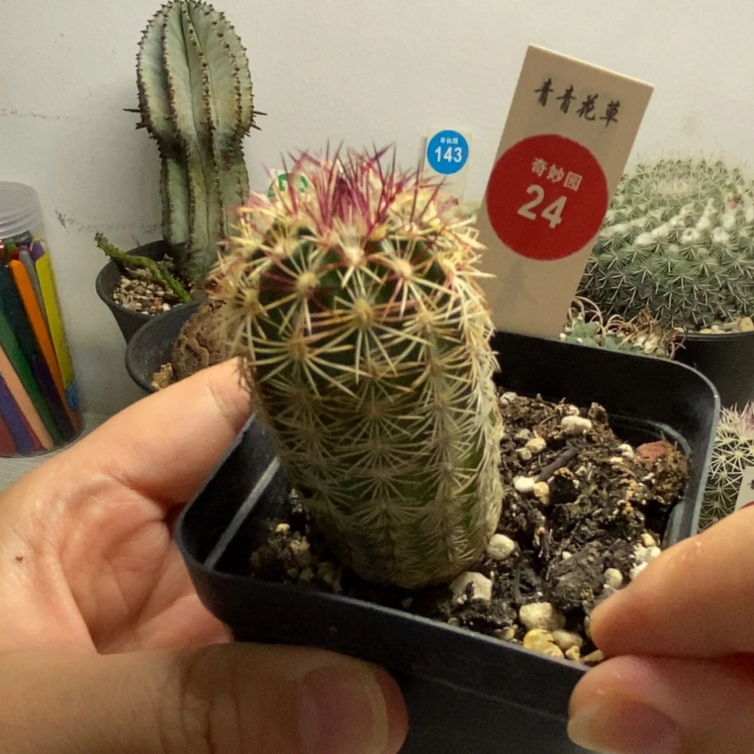 实生红刺青花虾3.3cm