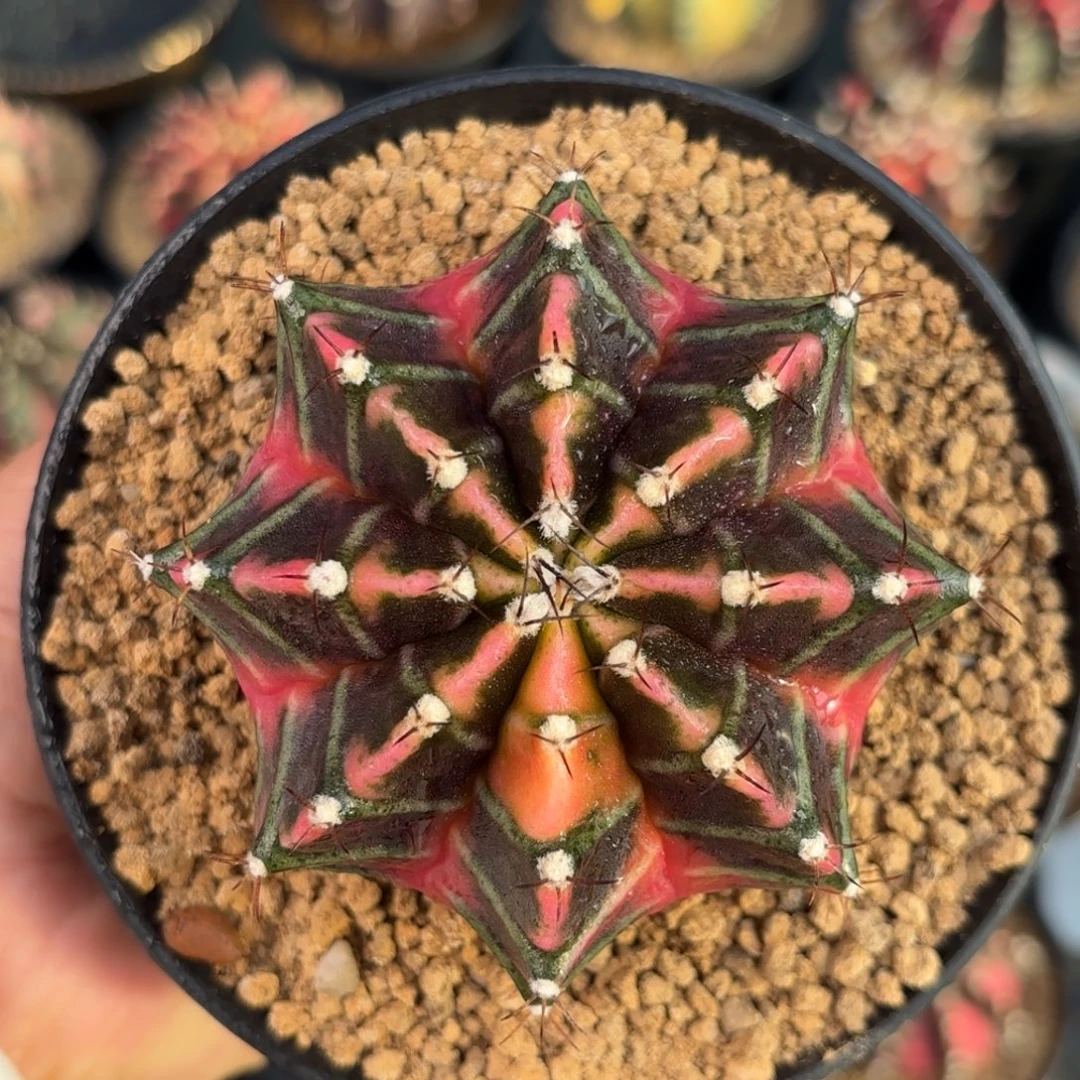 泰系米哈实生仙人球150