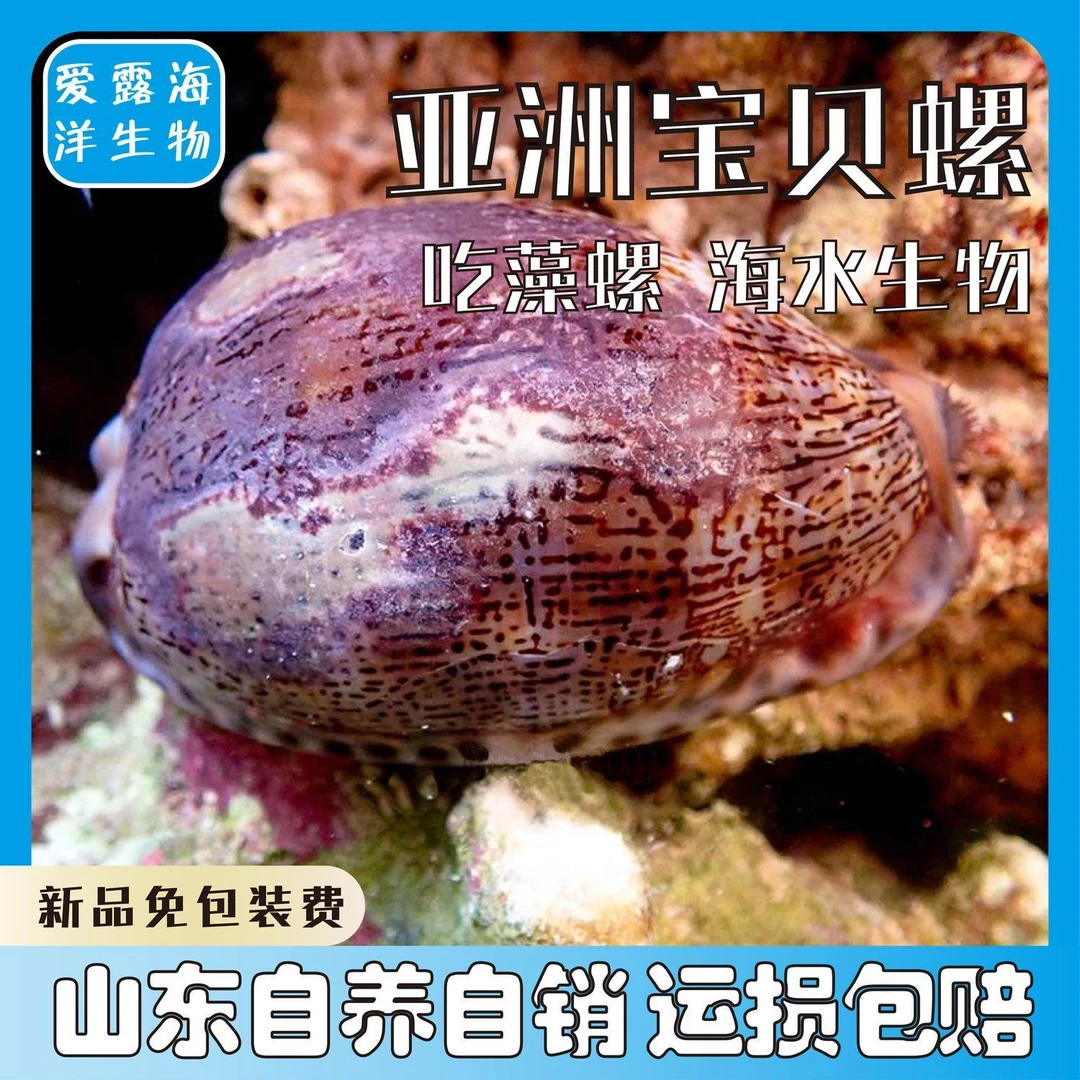亚洲宝贝螺金环宝螺紫底星螺海水除藻螺吃藻生物海缸观赏螺皮实