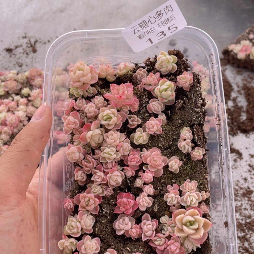 云糖心多肉植物135