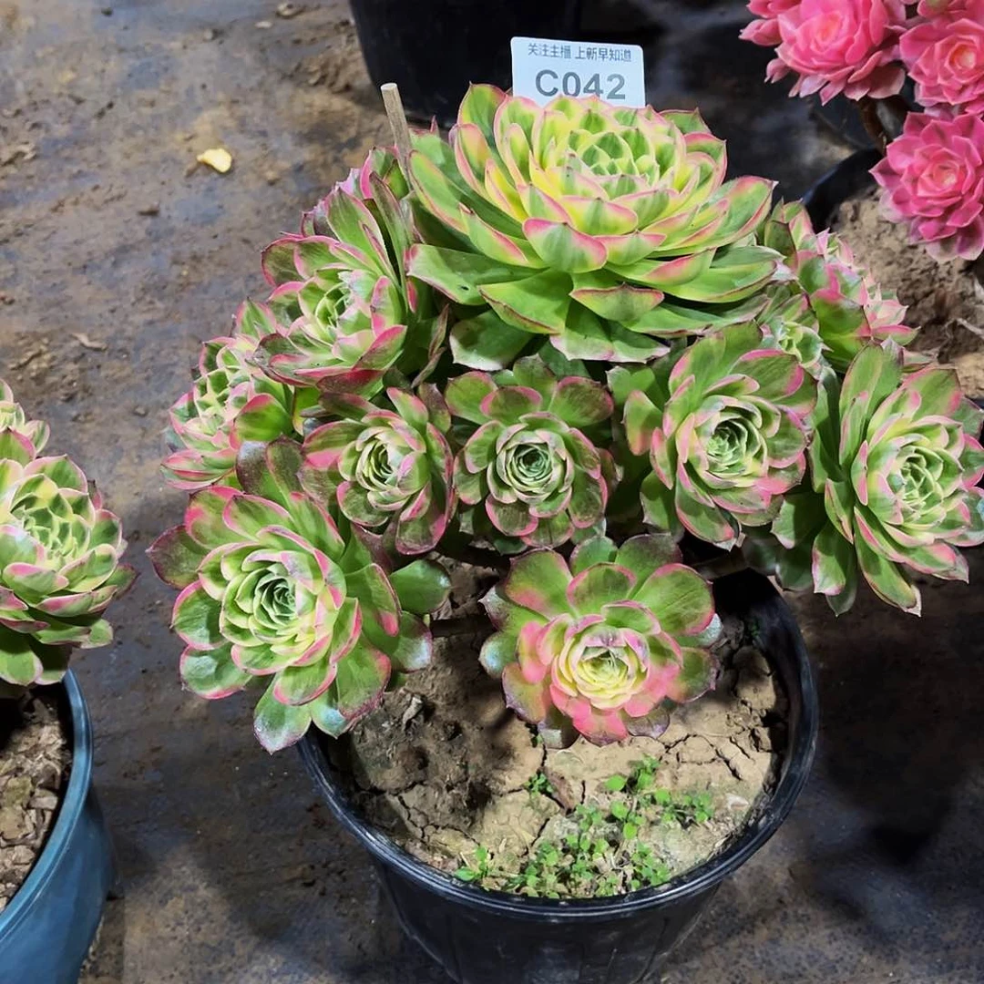 半**过多肉植物042海王