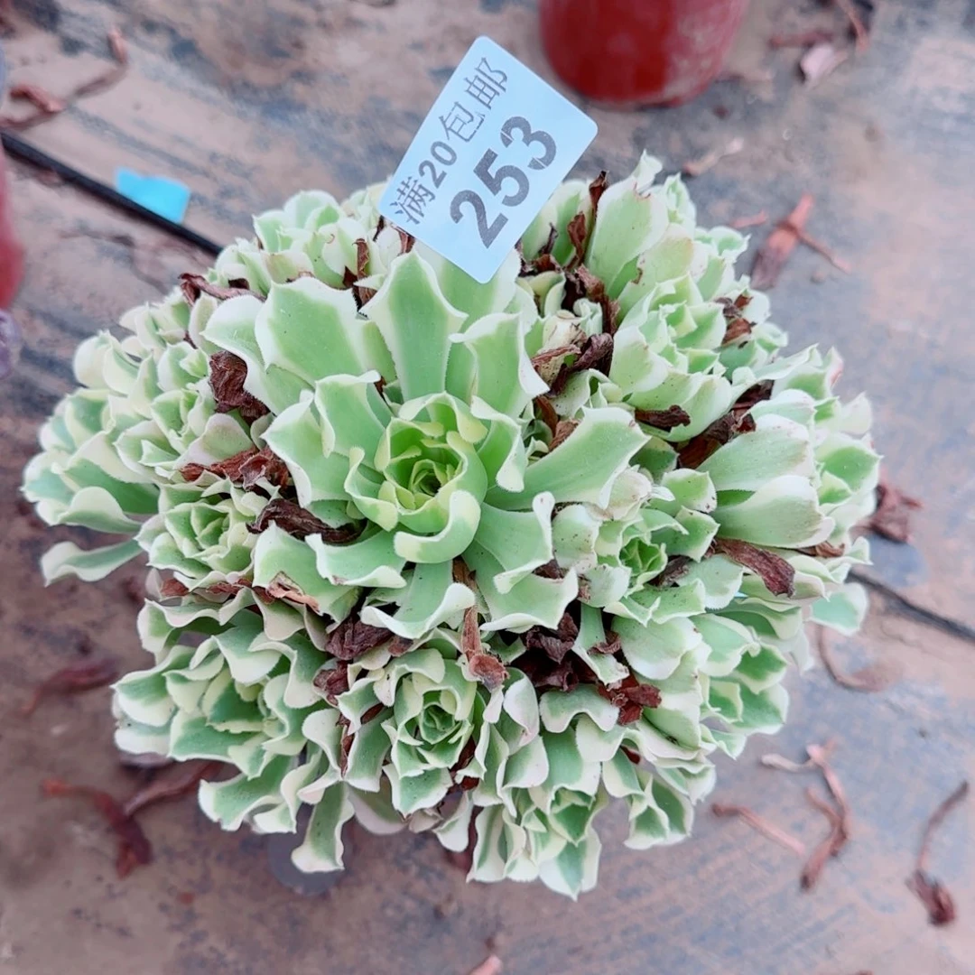 雨花石253满20包邮断枝不包