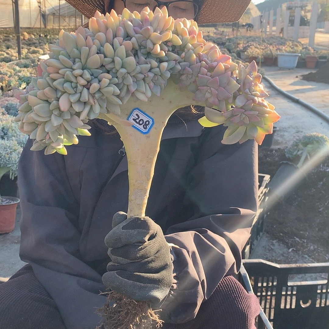 208 淡雪缀 一物一拍