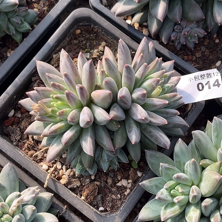 阿雅园艺。      014