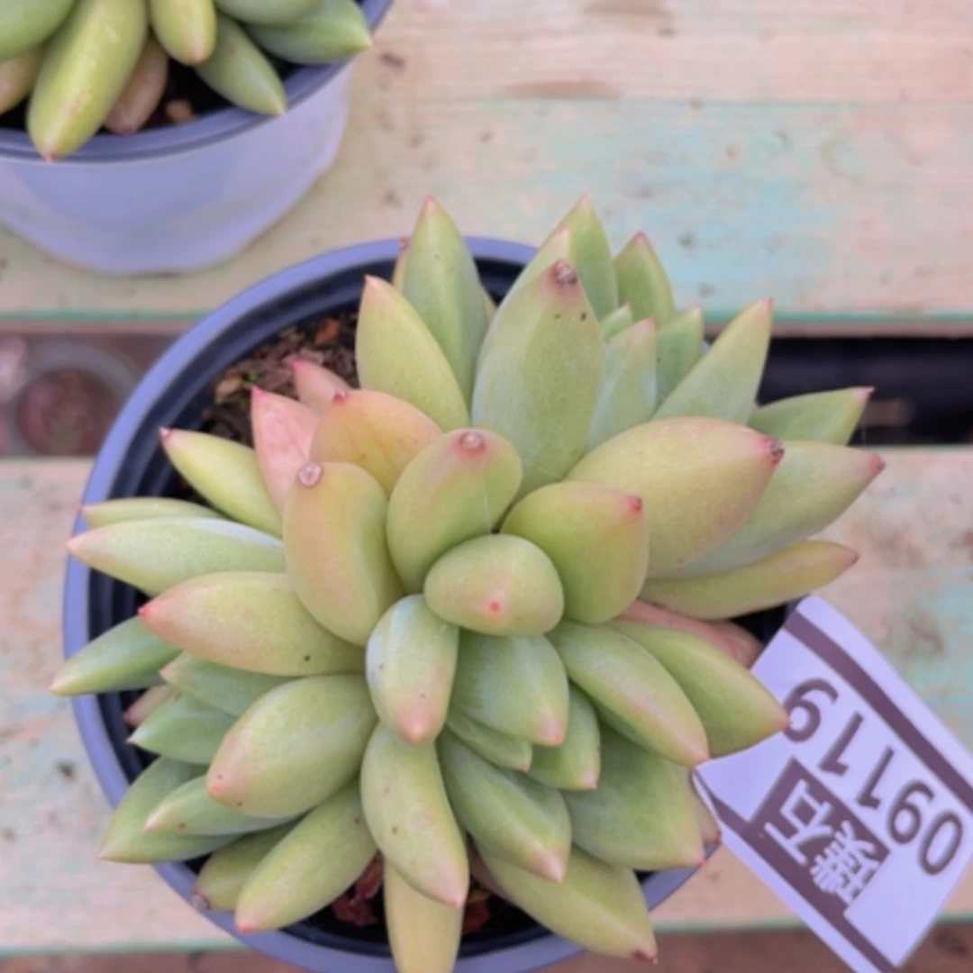 【闪购商品】橙色奇迹杂09119