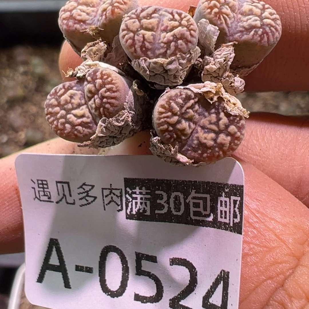 多肉植物1111111111111