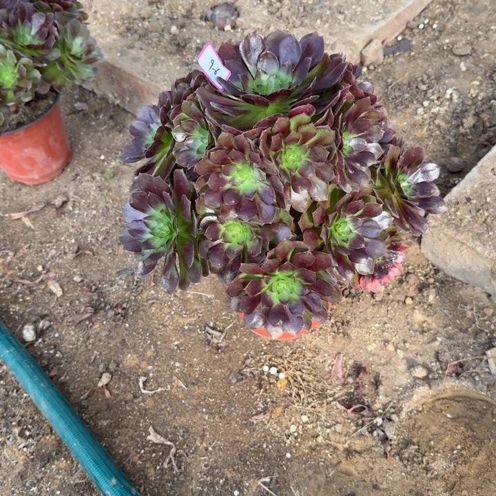 多肉植物赤焰莲9-6