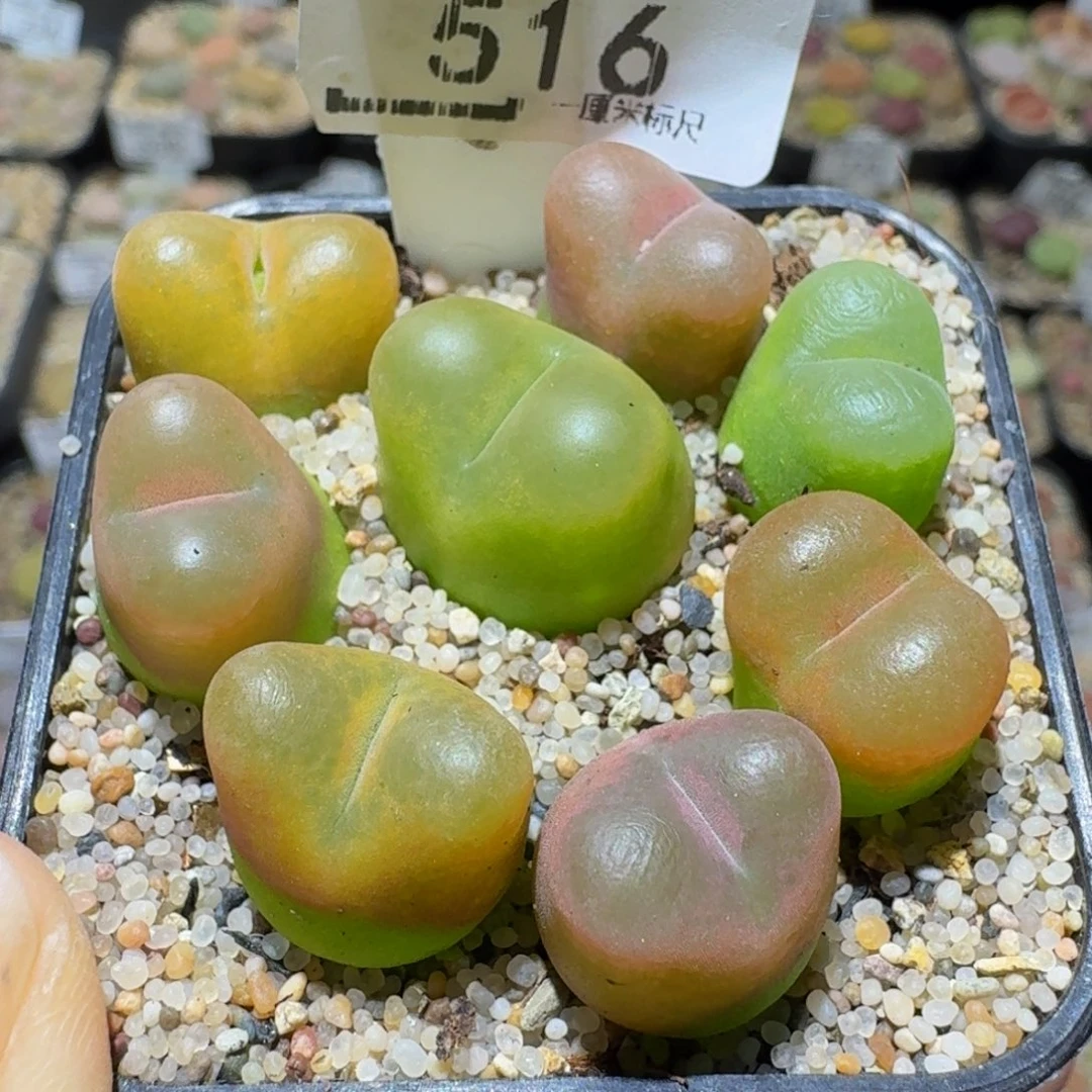 Ssss精品生石花516