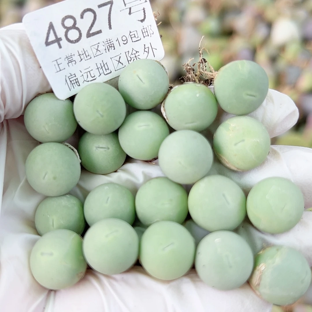 4827 好养易活生石花大母本20个