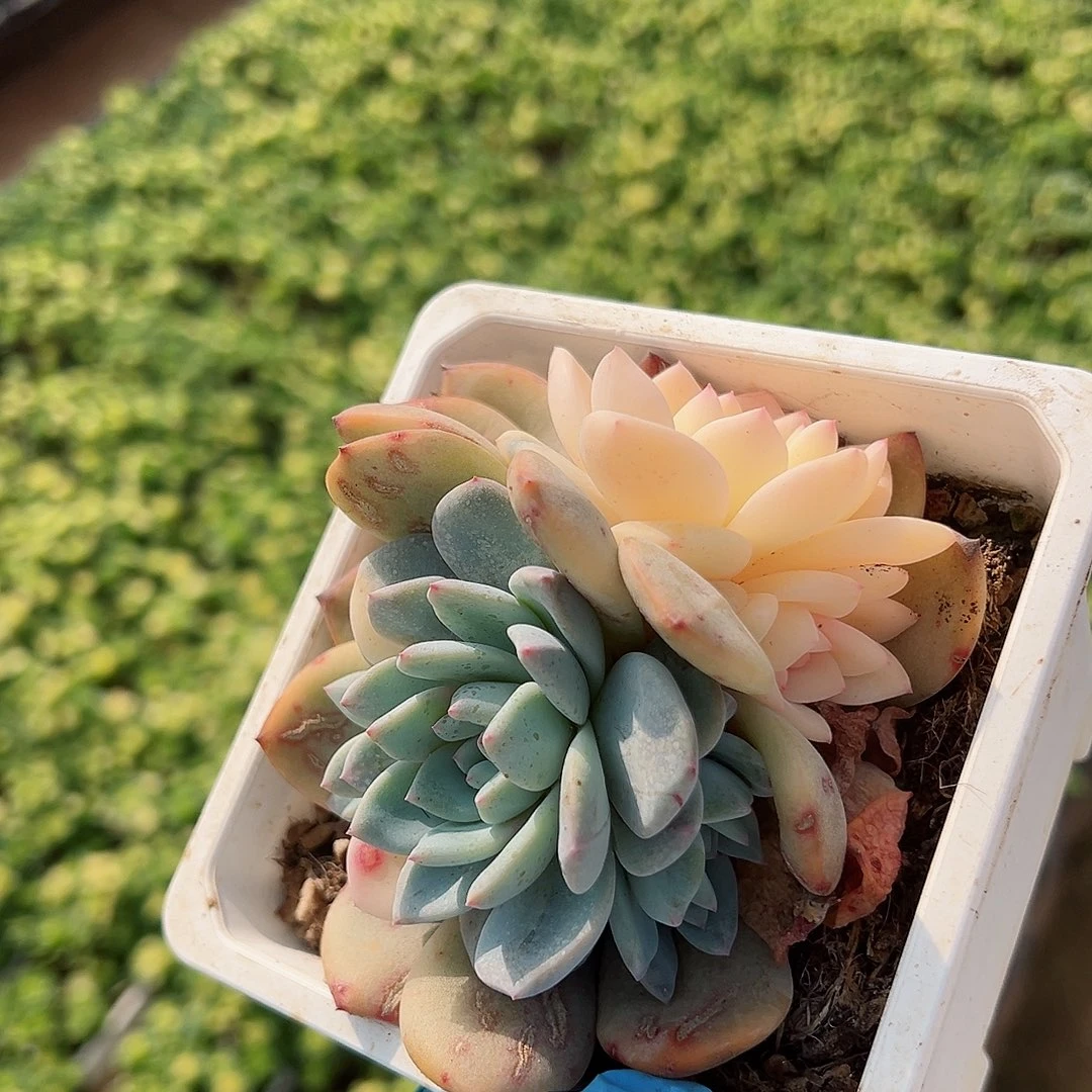 橙梦露锦底座，介意慎拍