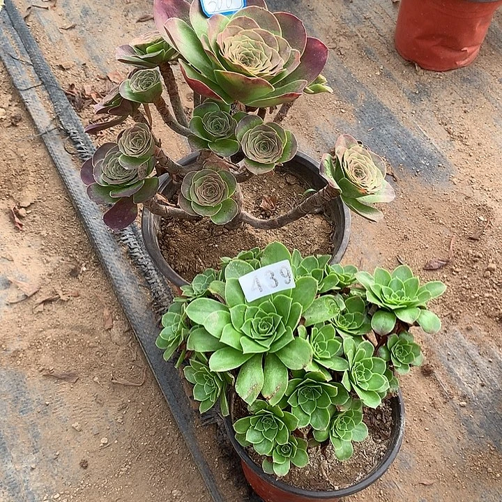 多肉植物2个366-439号