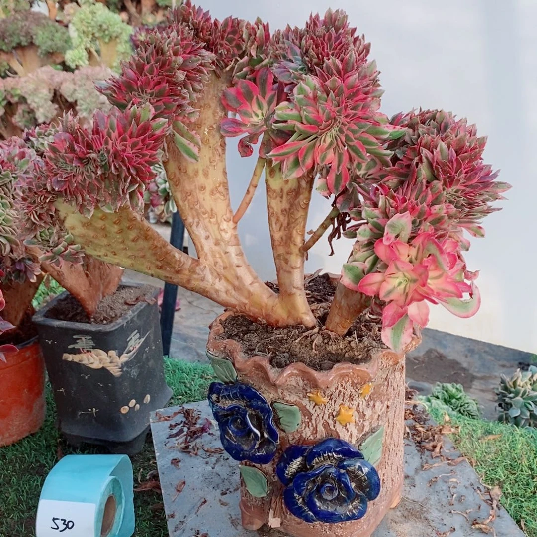 完全开放529号粉女巫缀化1颗