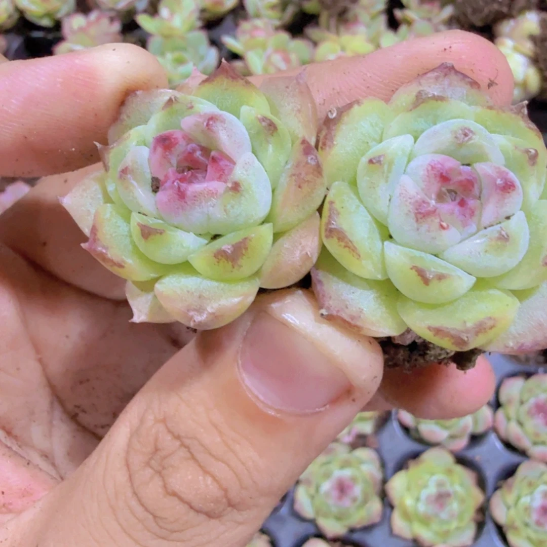 玉逍遥五颗一组穴盘