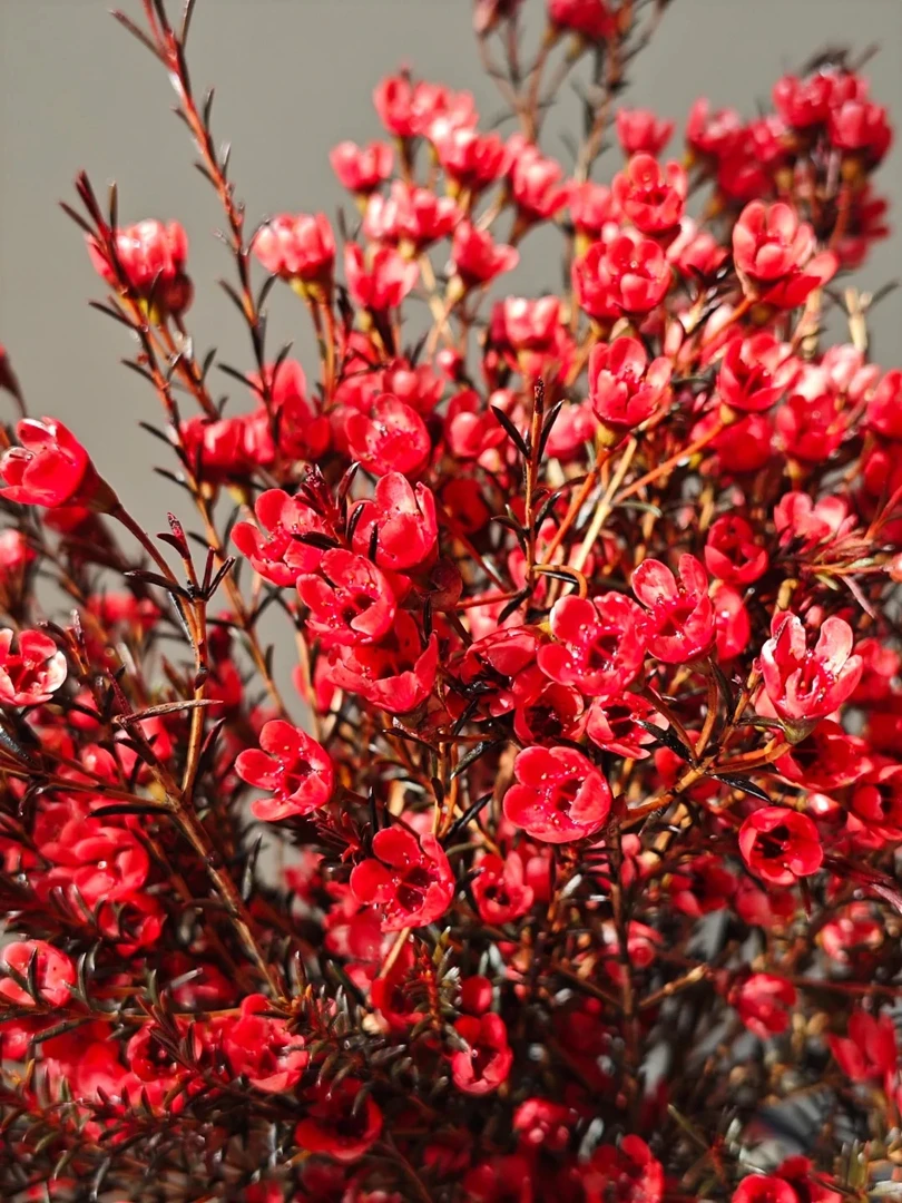 【源头优选】红色腊梅-任意2单鲜花包邮 发货后不支持退款