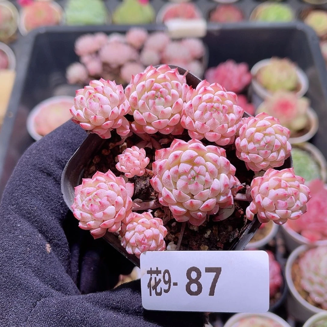 花利美9-87小粉莓