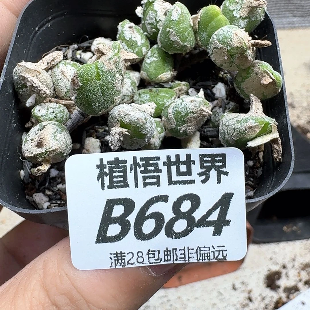 多肉植物的润泽fgh