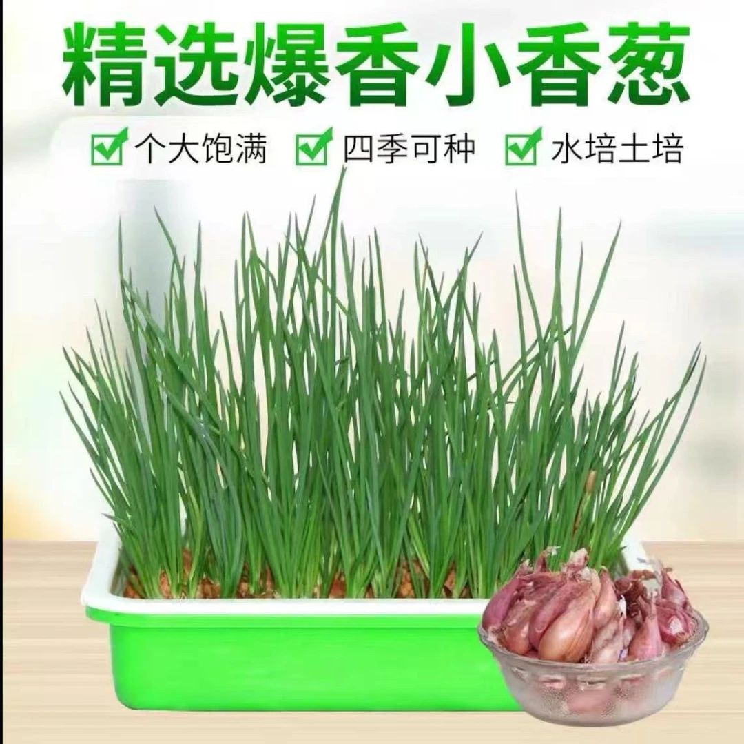 火葱头种四季葱头干新鲜葱头花盆栽红葱头种四季香葱火葱种葱头