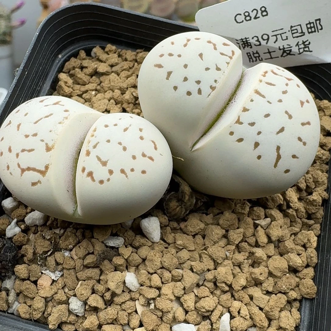 828多肉哈哈哈哈哈哈哈
