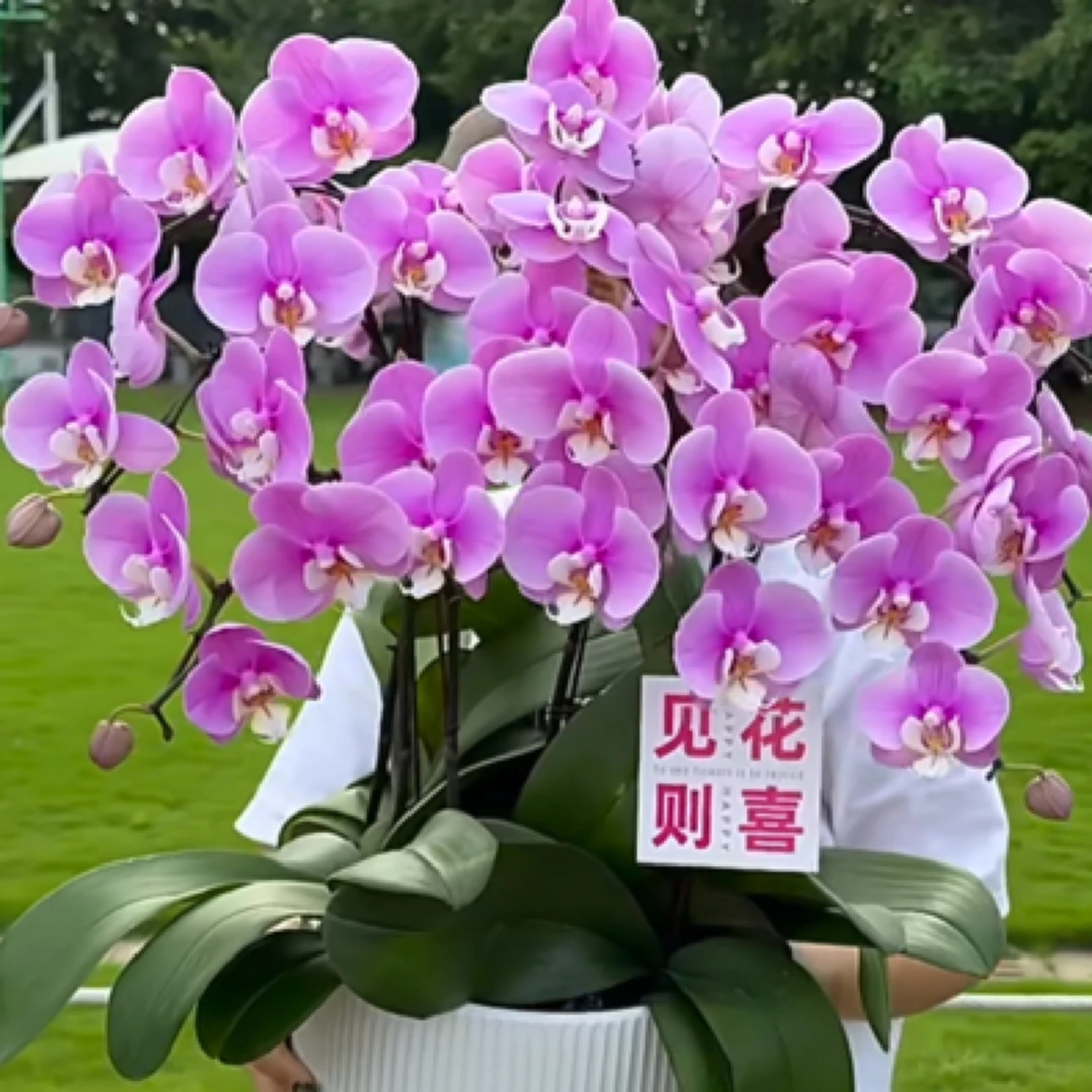 【花再】精品蝴蝶兰 安娜 10支