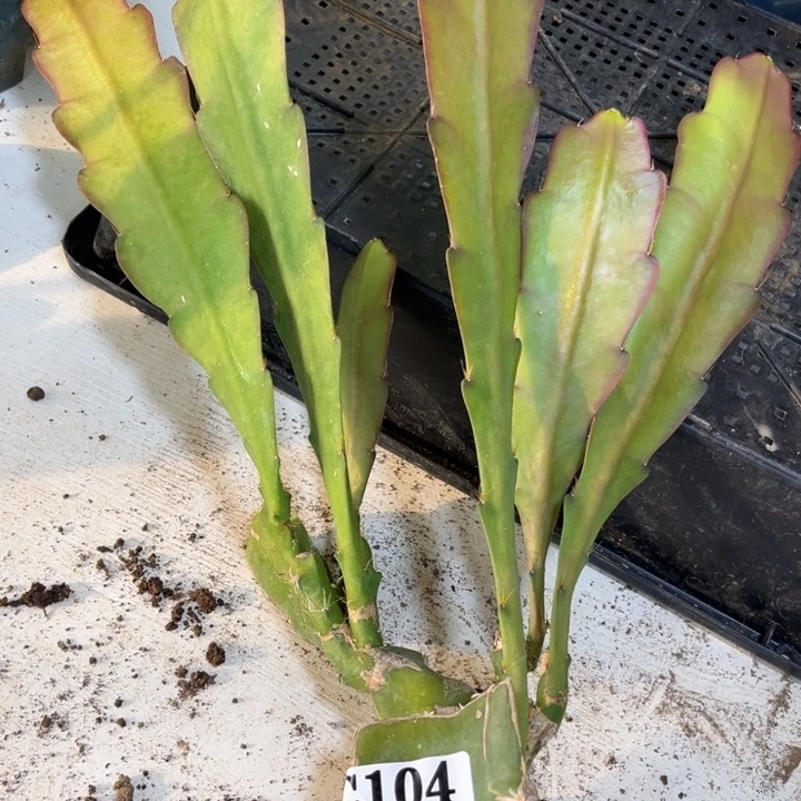 当前无花栽培后可以开花静**初104