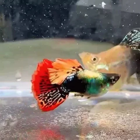 越系红龙球体种鱼水族孔雀鱼热带鱼观赏鱼高端淡水鱼小型鱼