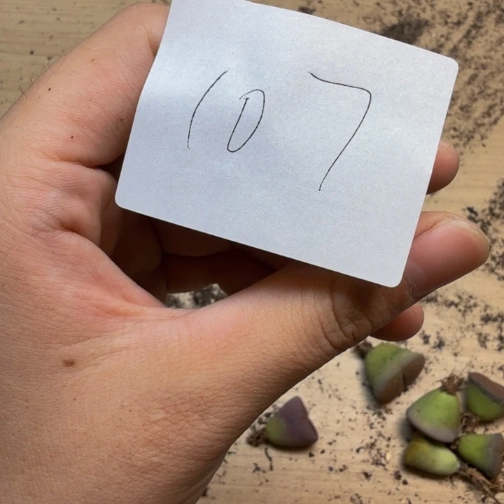 石***布多肉植物的生长发育107