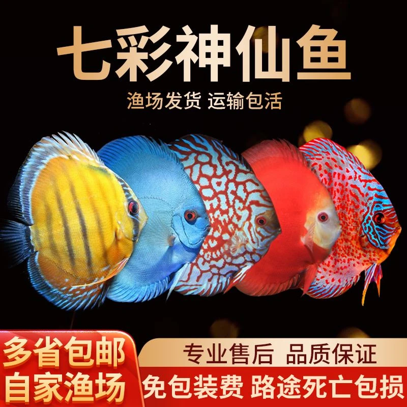 七彩神仙鱼四条套餐