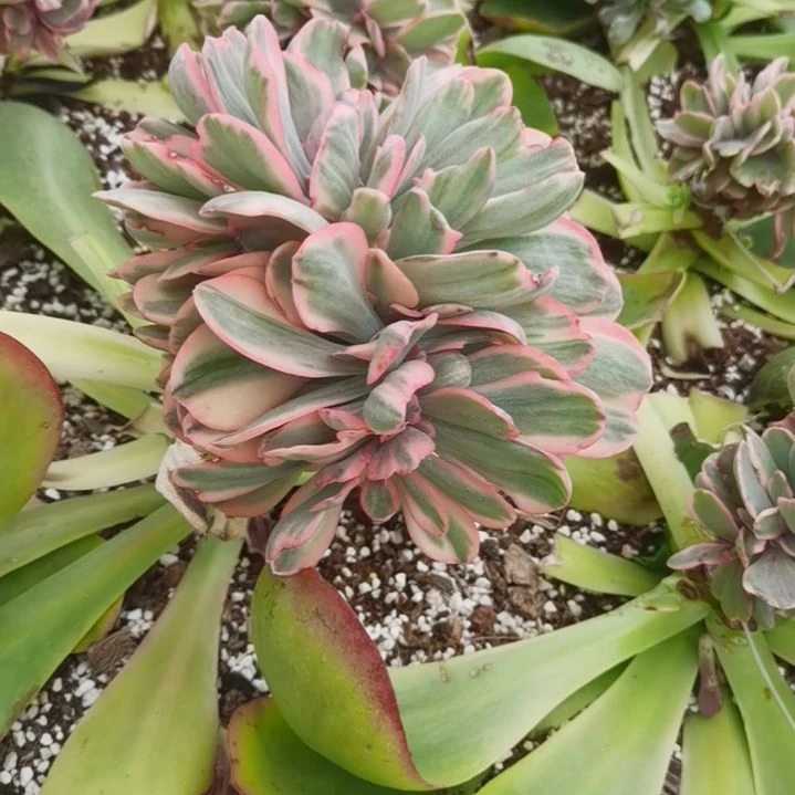 蓝玫瑰白覆轮锦缀化