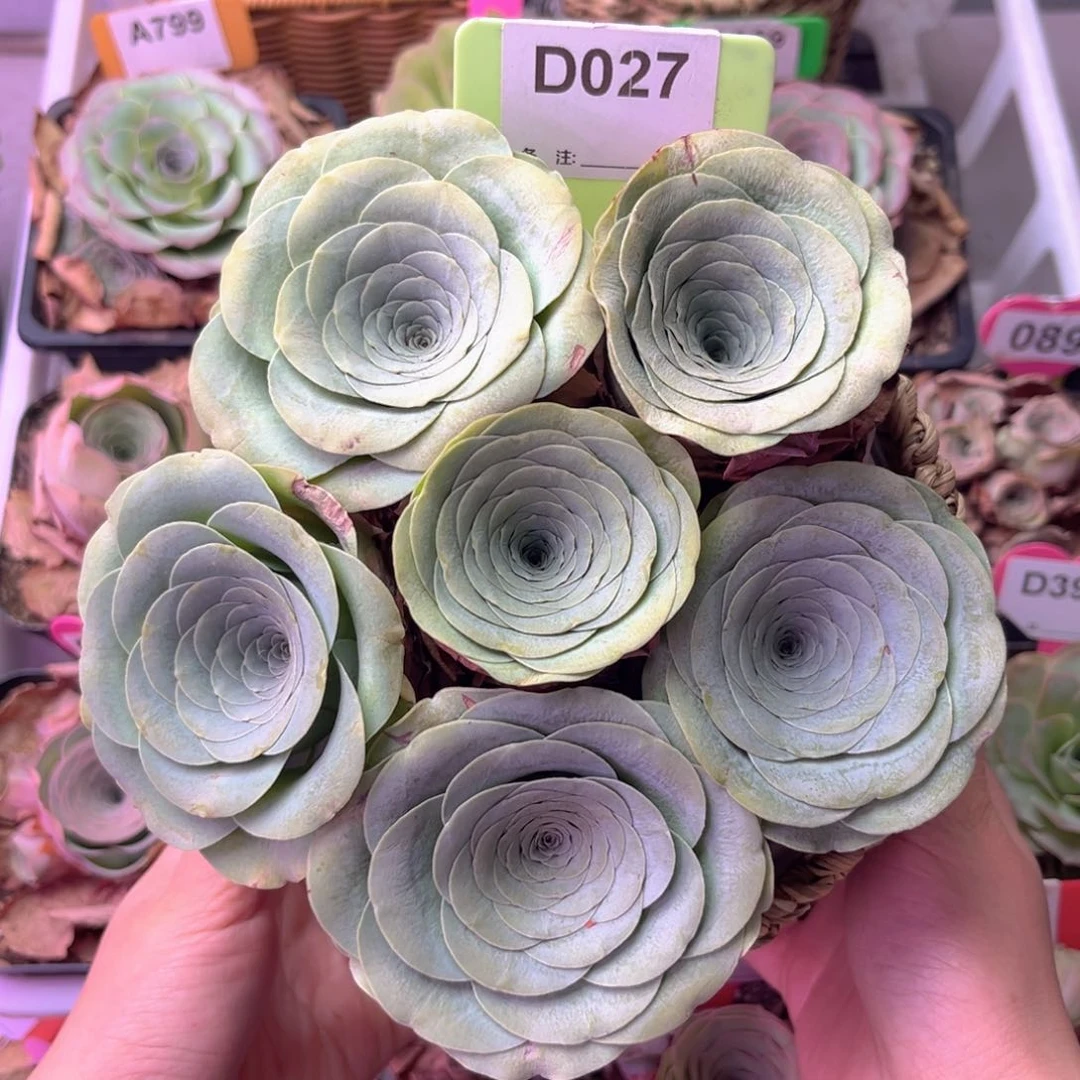 花朵脸玫瑰花篮D027 6颗裸根发