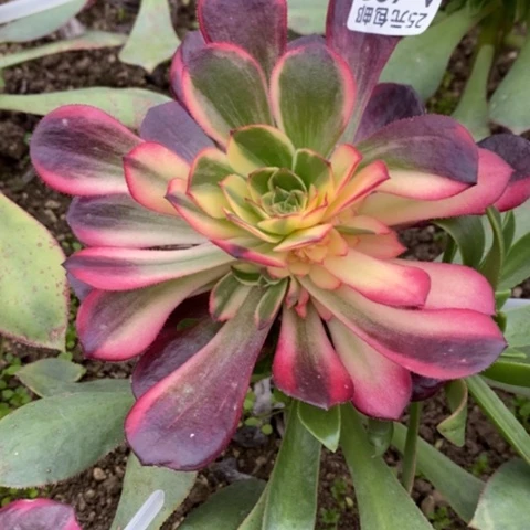 639黑魔锦满25包邮多肉