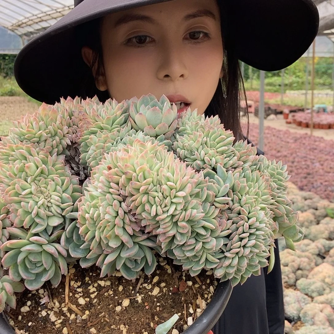 莎莎缀大群随机外播