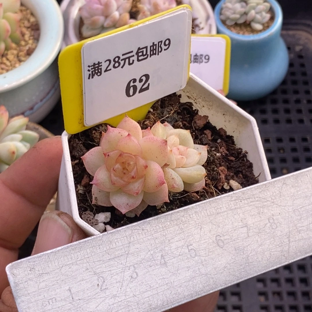 962芒果珍妮多肉植物