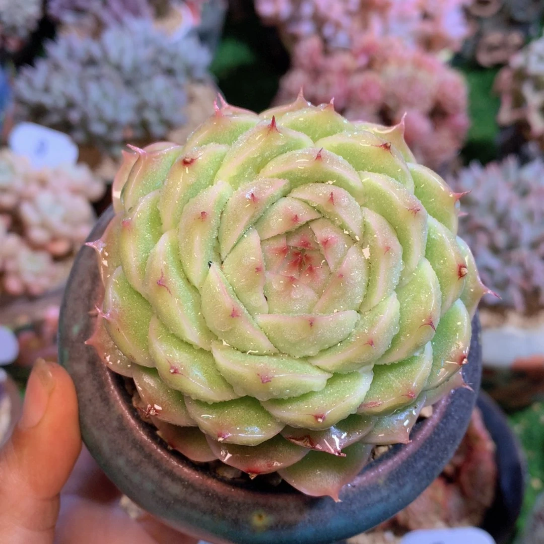 麦秆9 公分一物一拍