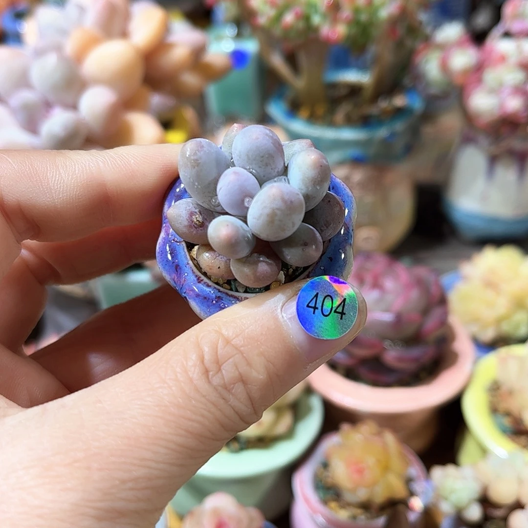 404 多肉含盆土30元包邮除偏远