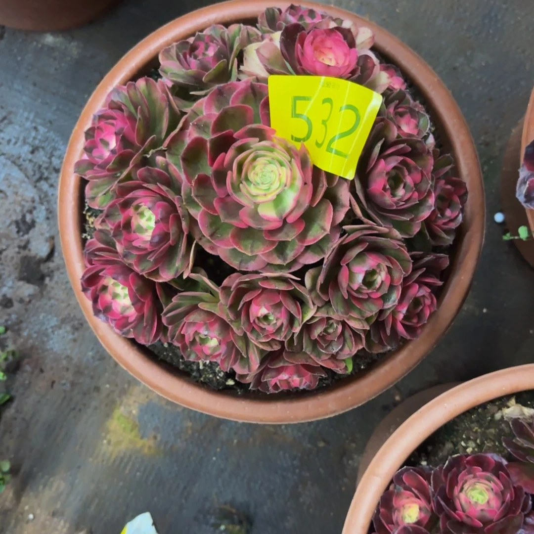 哈哈多肉葡萄福利来532