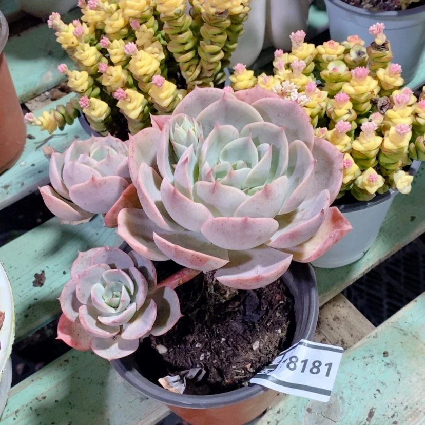 【闪购商品】蓝色苍鹭18181