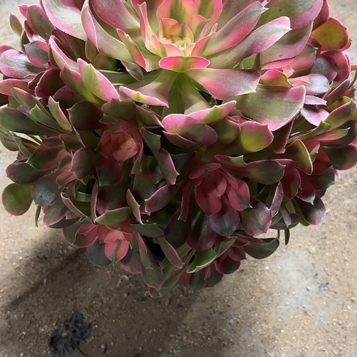 多肉植物香妃锦…………