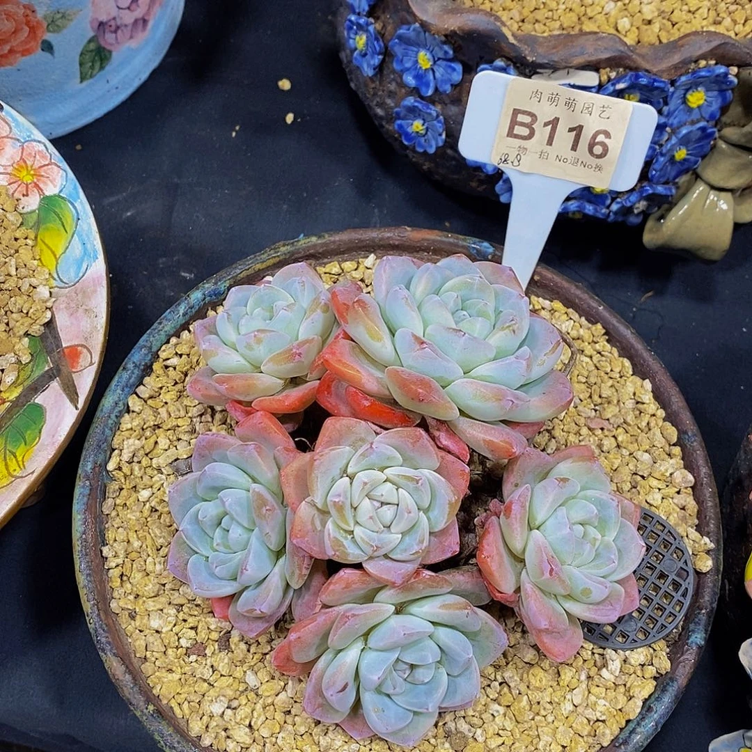 B116冰玉多肉发货