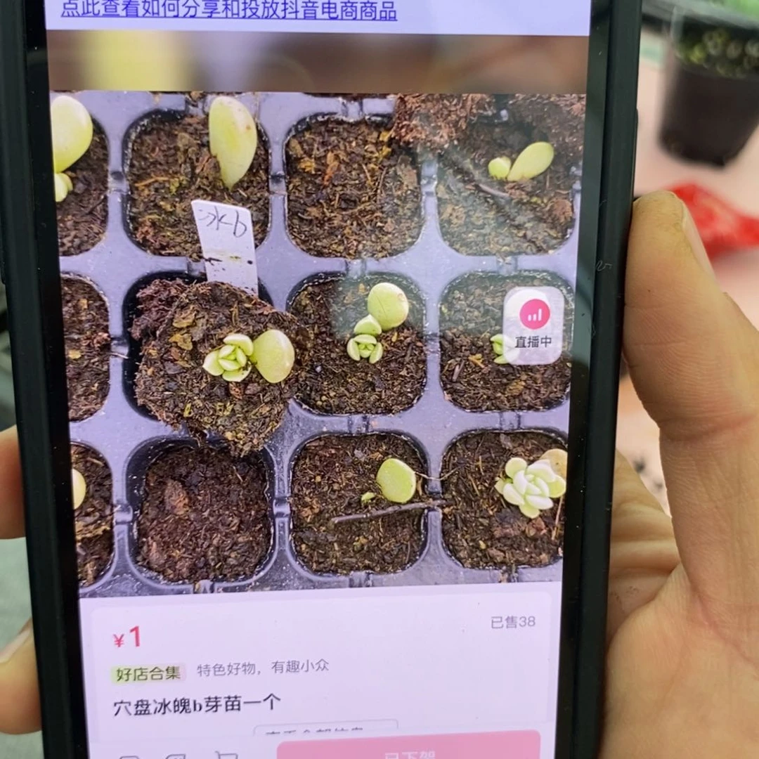 穴盘冰魄b芽苗一个多肉量拍