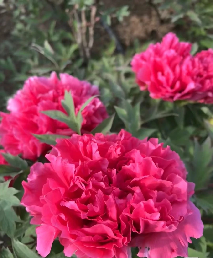 【国色芳华同款大老庄】菏泽牡丹基地直发带土球现挖