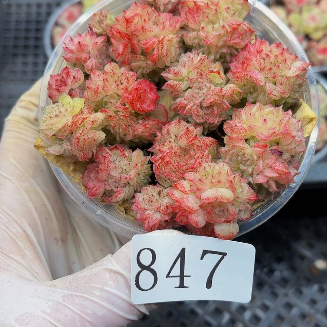 多肉植物多肉植物847