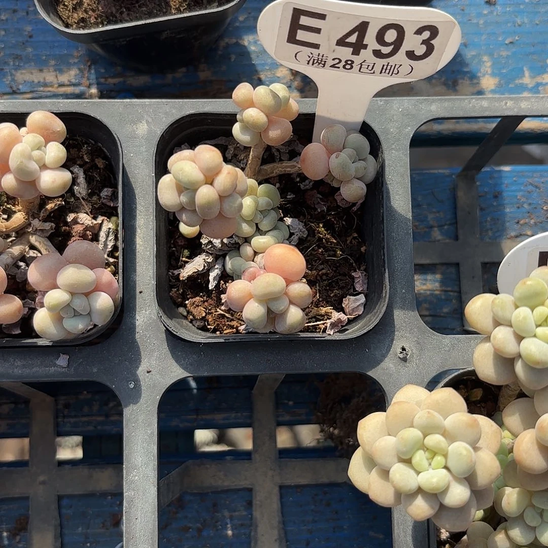 E493鱼子酱一物一拍